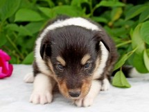 puppies