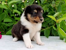 puppies