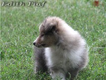 puppies