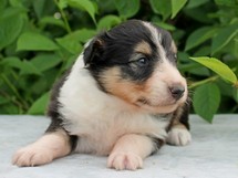 puppies