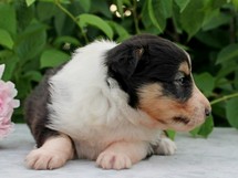 puppies