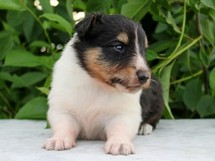 puppies