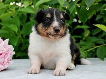puppies