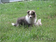 puppies