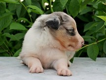 puppies