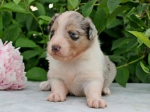 puppies