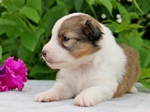 puppies