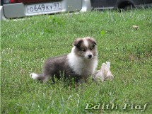 puppies