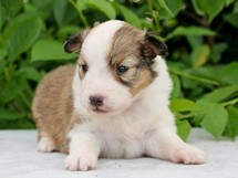 puppies