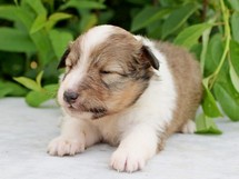 puppies