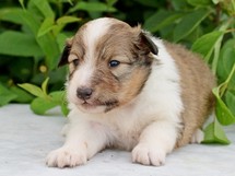puppies