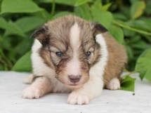 puppies