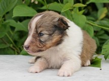 puppies