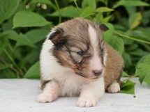 puppies