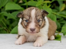 puppies