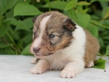 puppies