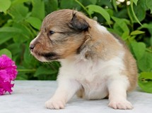 puppies