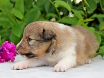 puppies
