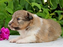 puppies
