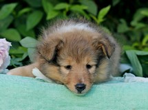 puppies