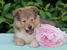 puppies