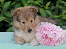 puppies