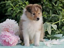 puppies