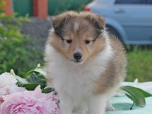 puppies