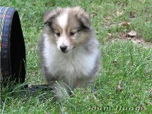 puppies