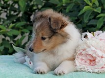 puppies