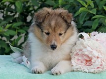 puppies