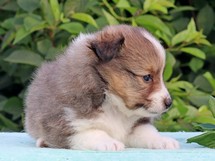 puppies