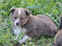 puppies
