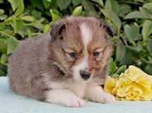puppies