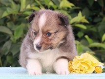 puppies