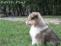 puppies