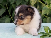 puppies