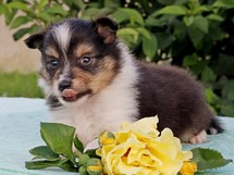 puppies