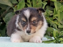 puppies