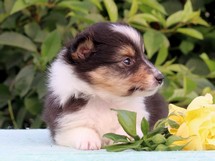 puppies