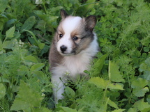 puppies