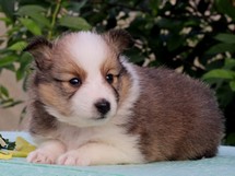 puppies