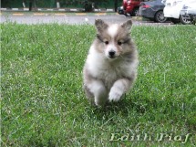 puppies