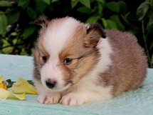 puppies