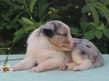 puppies