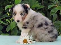 puppies