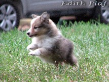 puppies