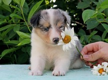 puppies