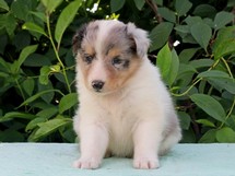 puppies