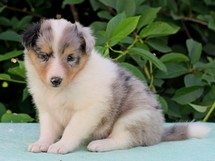 puppies